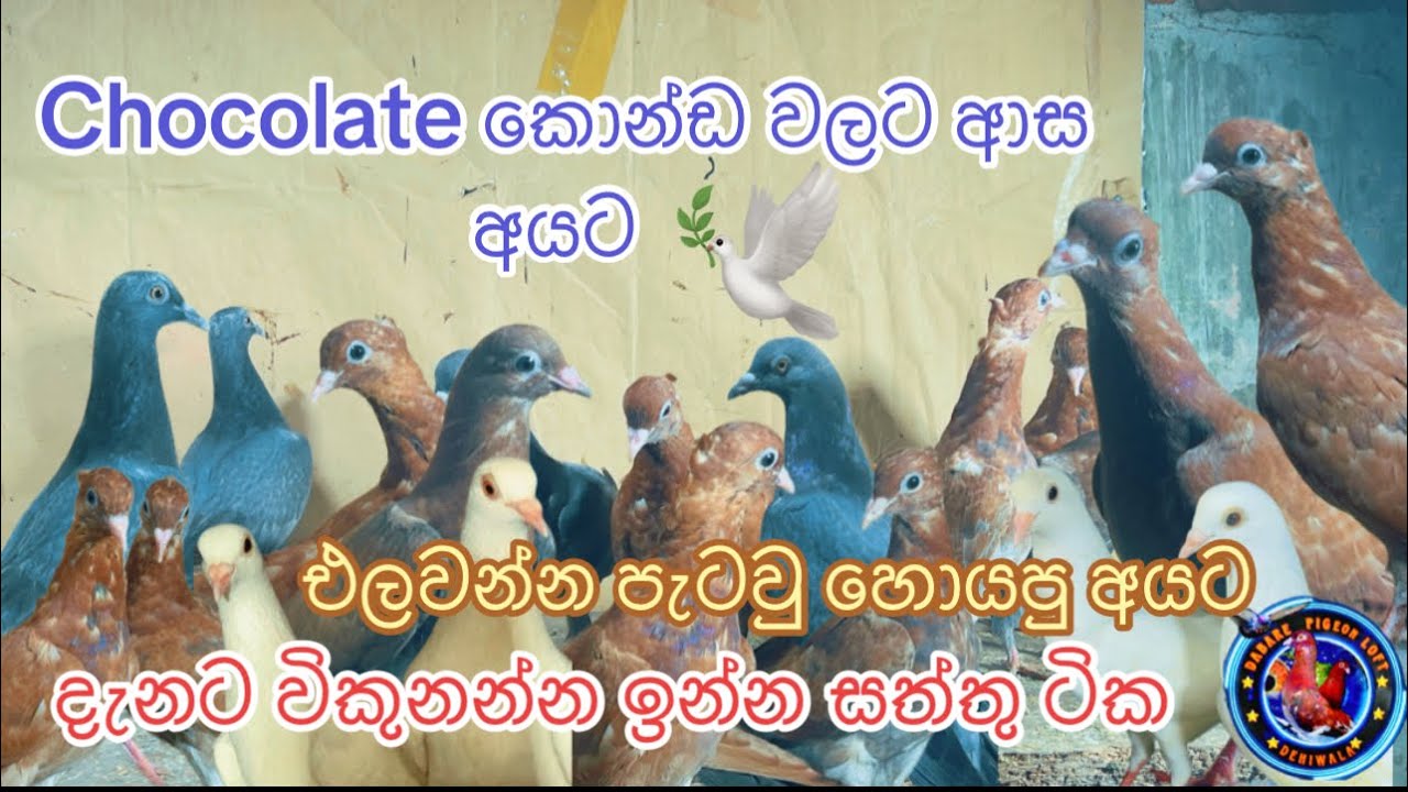 අලුතේන් සත්තු ගේනාවා 🫰❤️‍🩹