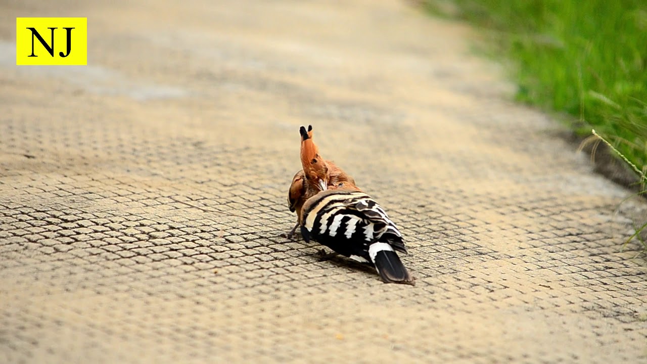 Hoopoe Fight