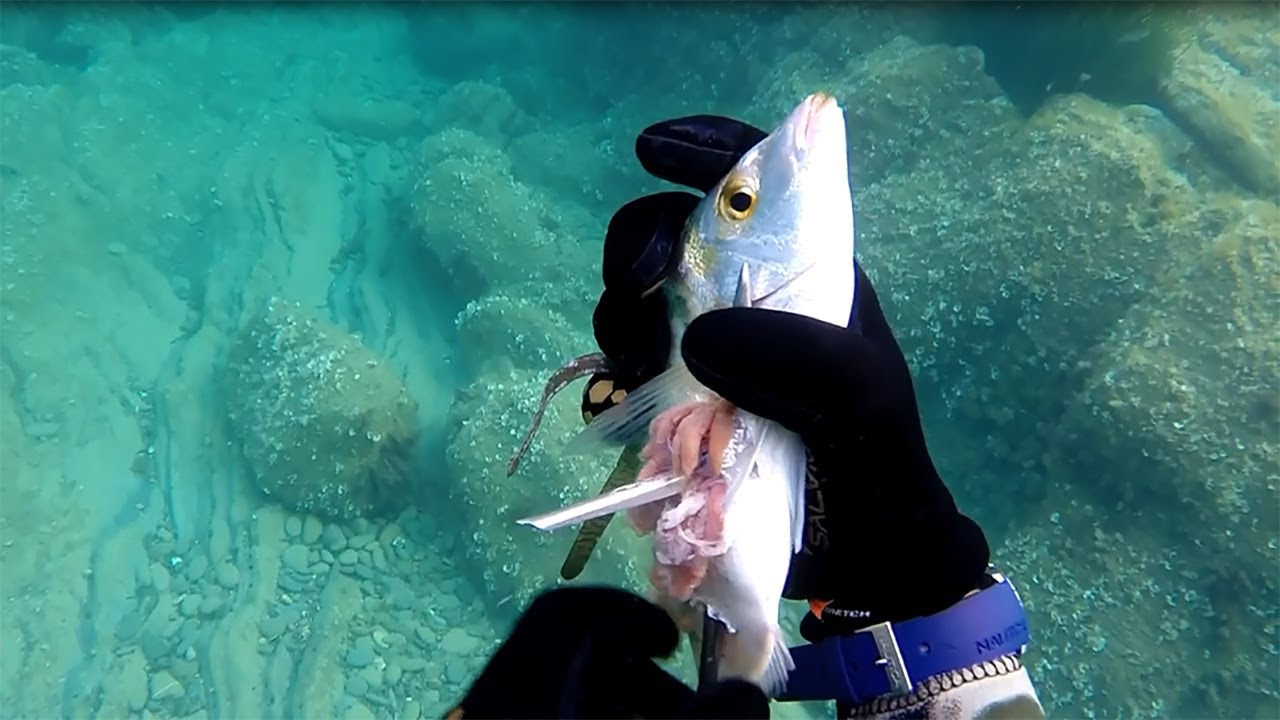 Pesca sub:Un Luned&igrave; di pesca (gopro3+) -Francisub-