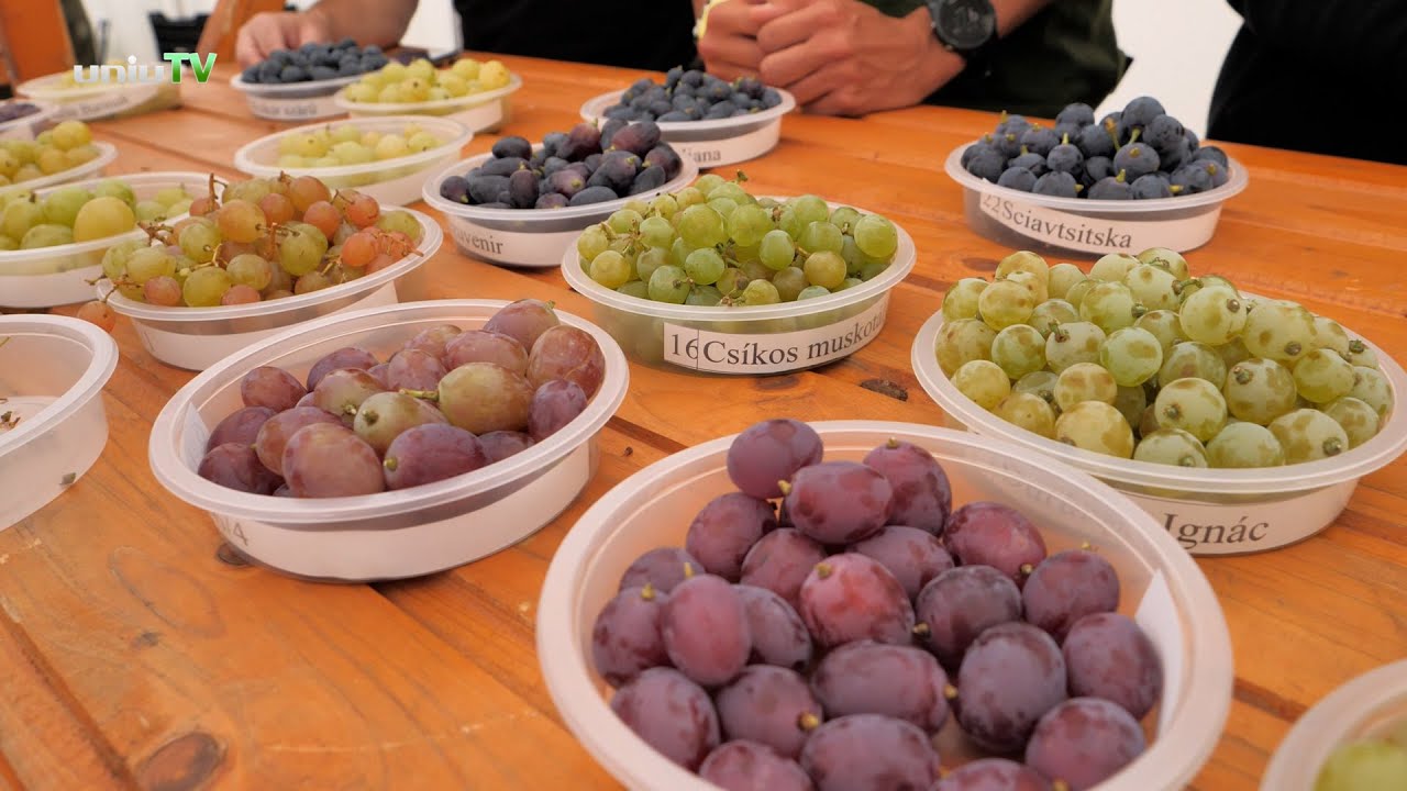 Új irány a hazai csemegeszőlő-termesztésben - IV. Országos Csemegeszőlő Kiállítás