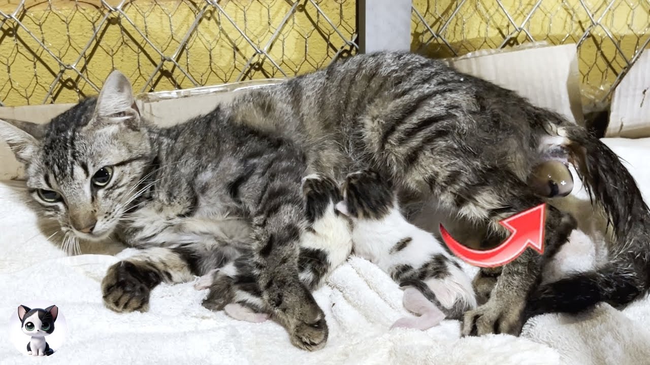 Не нажимайте, если вы чувствительны - Кошка родила 4 котят❗ Котята были в предлежании