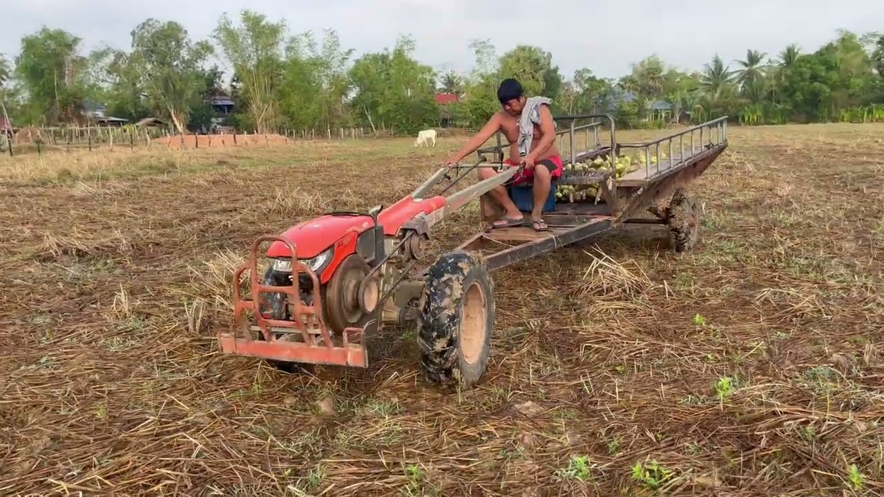 M377, Mini Tractor Power! Harvesting and Transporting Crops | Farm