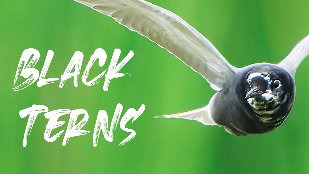 Photographing BLACK TERNS. Such amazing birds... | Bird Photography Vlog