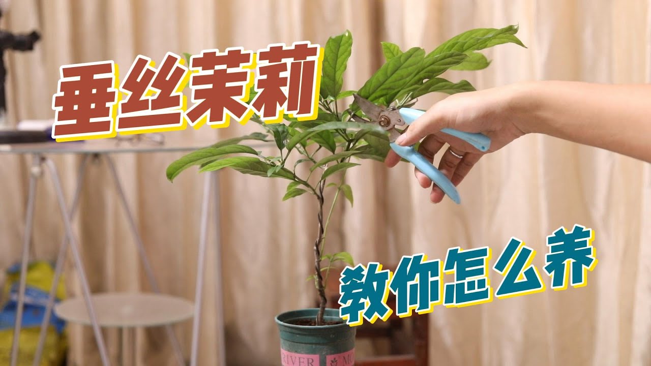 垂丝茉莉怎么养？园艺师教你，垂丝茉莉的详细养护技巧