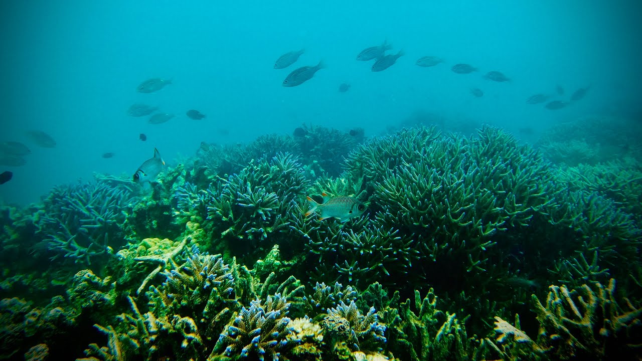 Scuba Diving 🤿 എന്തൊക്കെ ശ്രദ്ധിക്കണം& എങ്ങനെ വെള്ളത്തിൽ സംസാരിക്കും !?...