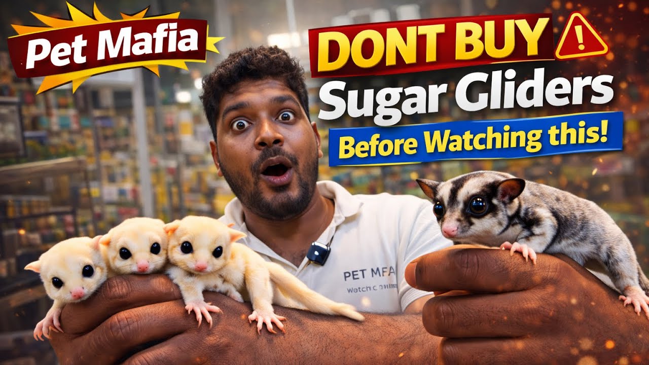 💥Don’t Buy Sugar Glider Before Watching This 😱 | Pet Mafia | Kolathur Pet Market #sugarglider #pets 
