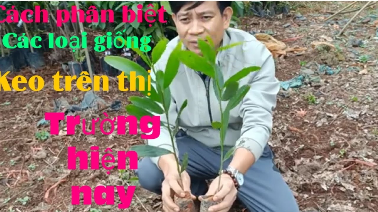 Cách phân biệt các loại keo giống trên thị trường hiện nay#Howtodistingguishbybreedintheworldtoday