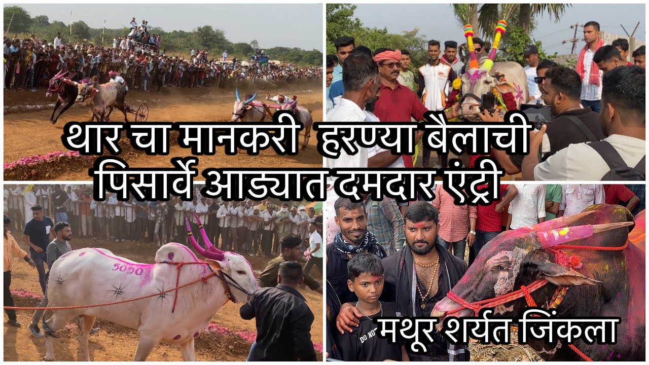 थार चा मानकरी  हरण्या बैलाची पिसार्वे आड्यात दमदार एंट्री मथूर शर्यत जिंकला
