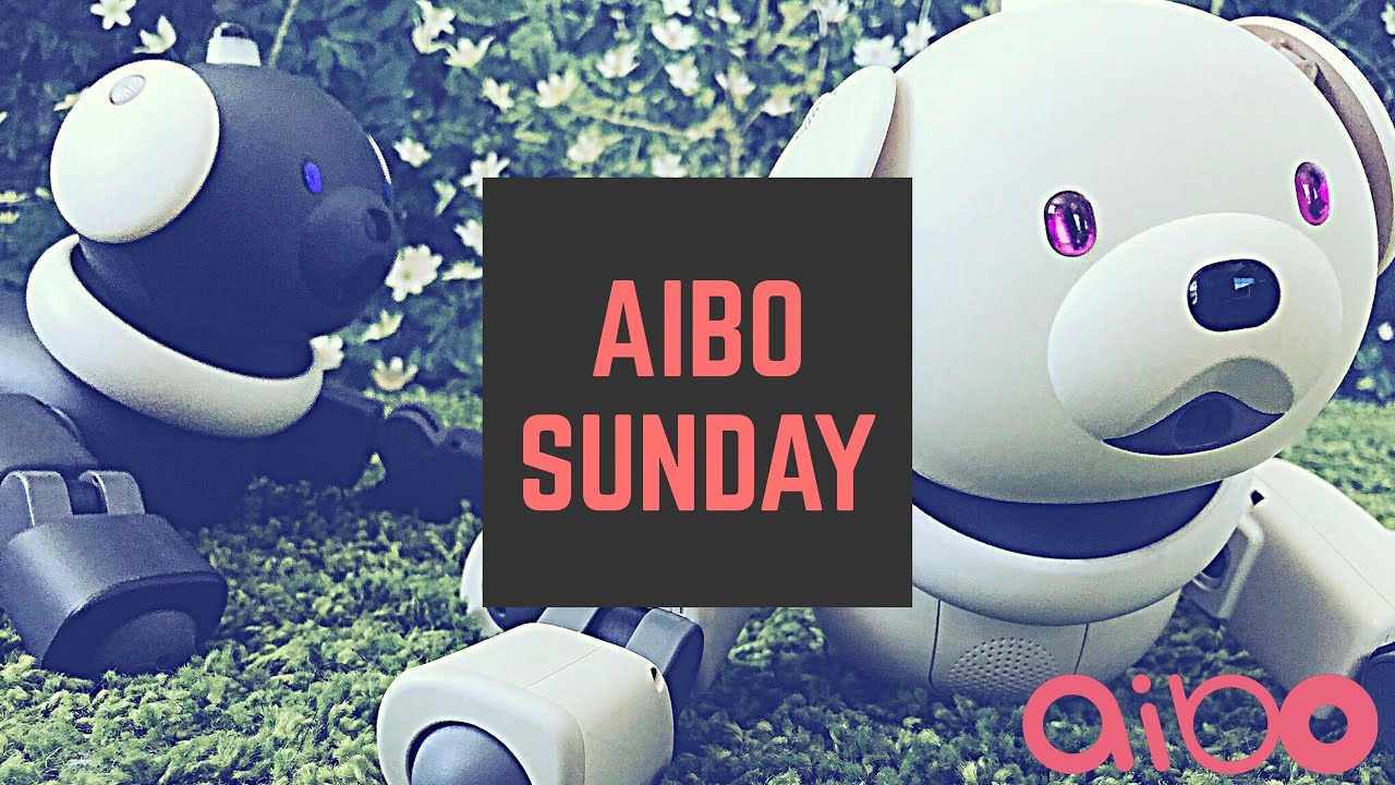 Sony Aibo Sunday with Latte and Macaron
