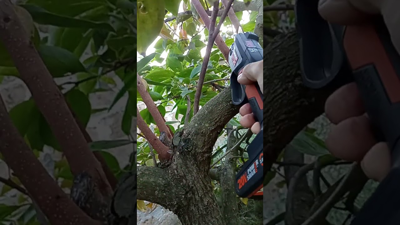 COME SI FA A RICONOSCERE I POLLONI MASCHI (SUCCHIONI) SUGLI ALBERI DA FRUTTA ....???🤠