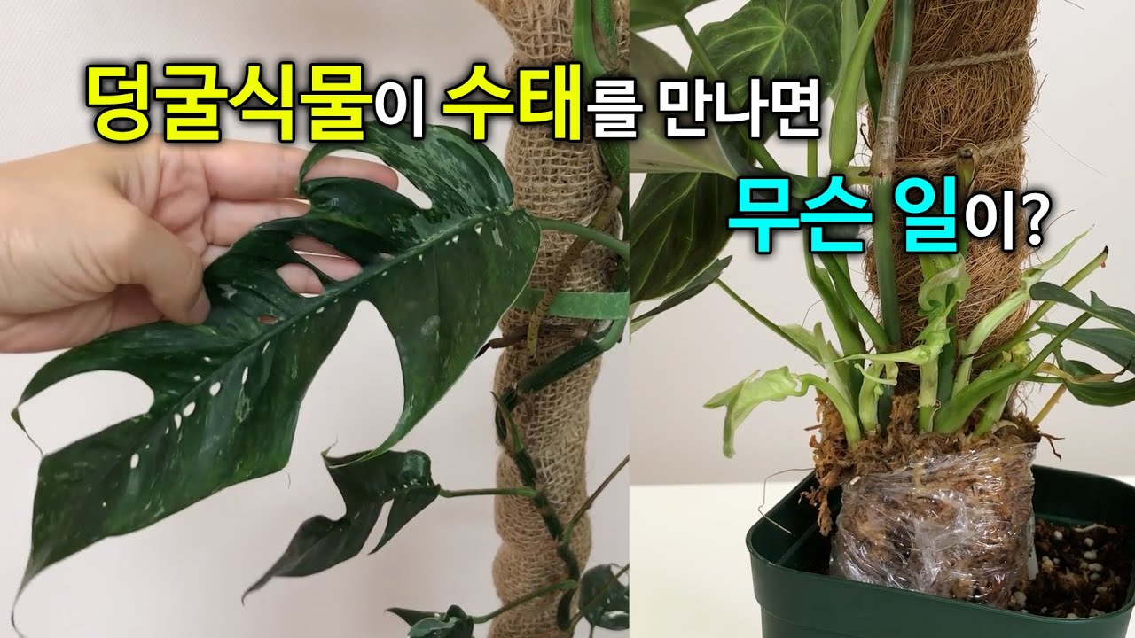 덩굴식물 수태 사용법 - 곁순 기근 풍성하게