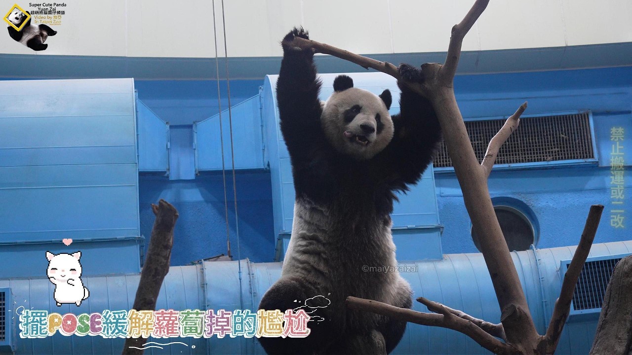 20260219 大年初三圓仔馬到成功找回掉落紅蘿蔔，高空擺出女壯士POSE拜新年 The Giant Panda Yuan Zai
