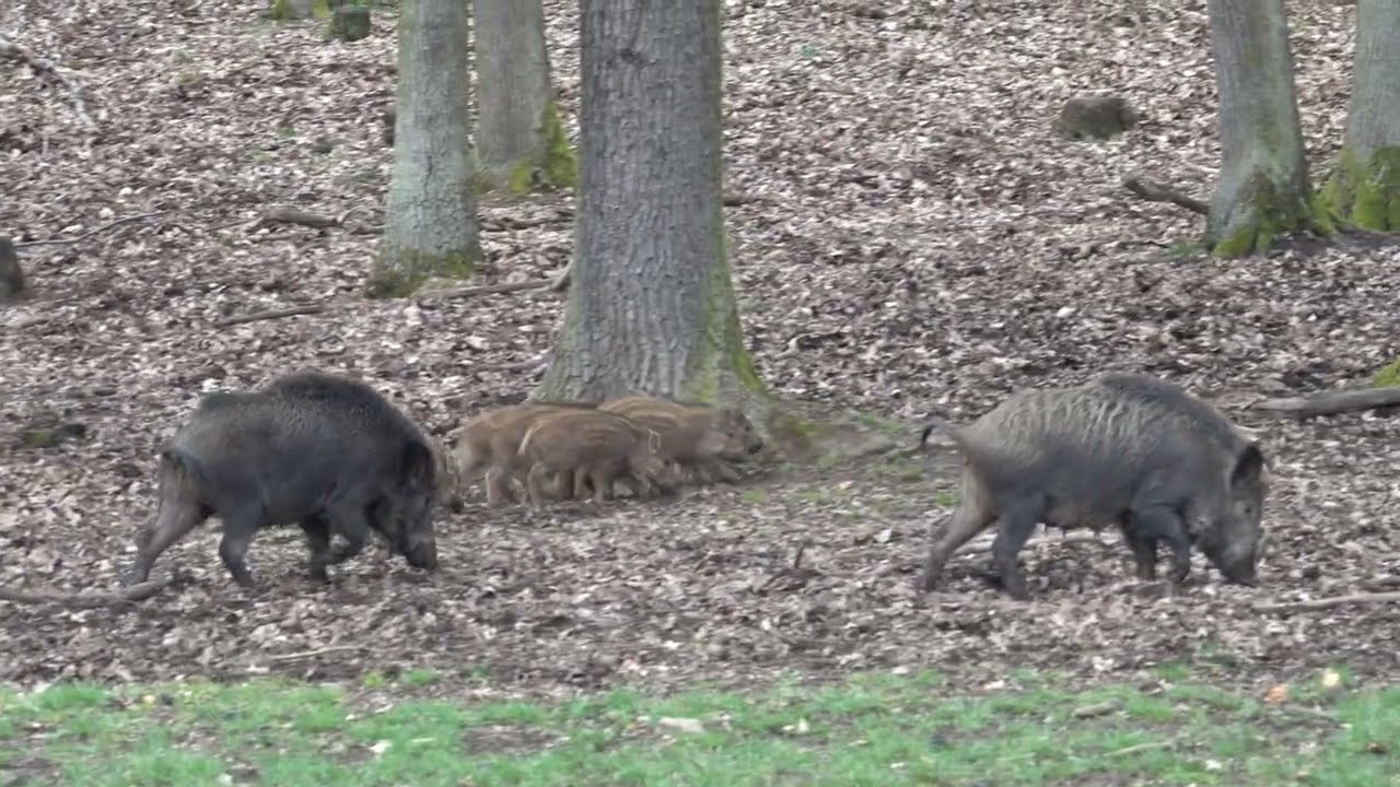 Prase divok&eacute; (Sus scrofa ussuriensis) s ml&aacute;ďaty.