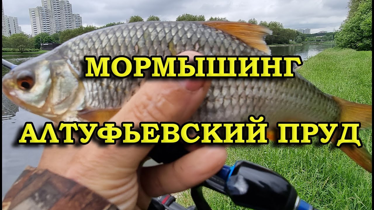 МОРМЫШИНГ  АЛТУФЬЕВСКИЙ ПРУД
