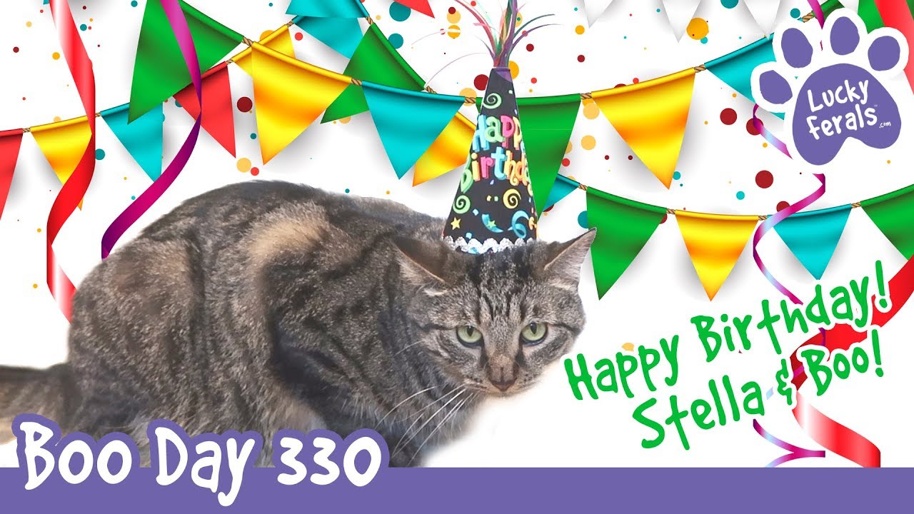 Boo Day 330 - The Cats Celebrate Boo And Stella's Third Birthday - Happy Birthday Cats!