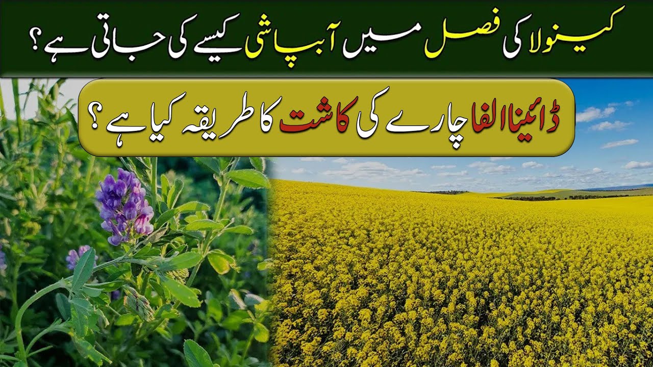 Oil Seeds | Fertilizers for Sugarcane Crop & Wheat Cultivation | Top 5 Farmer Queries