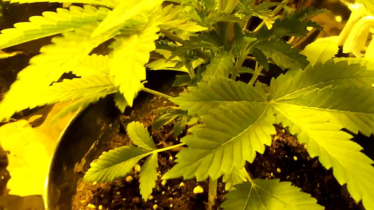 250 watt HPS closet grow in 2x2x8 foot closet!!!!!