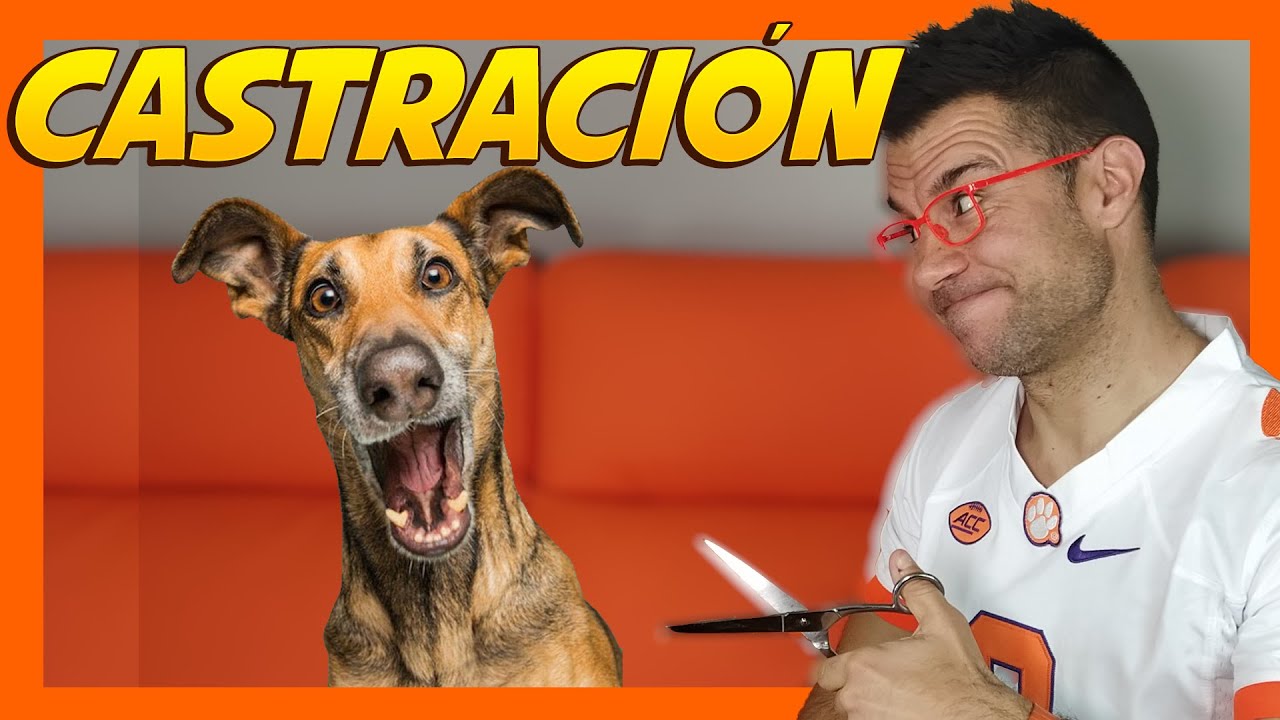 Castrar al perro ✂️🐶 | Ventajas e Inconvenientes 🤔