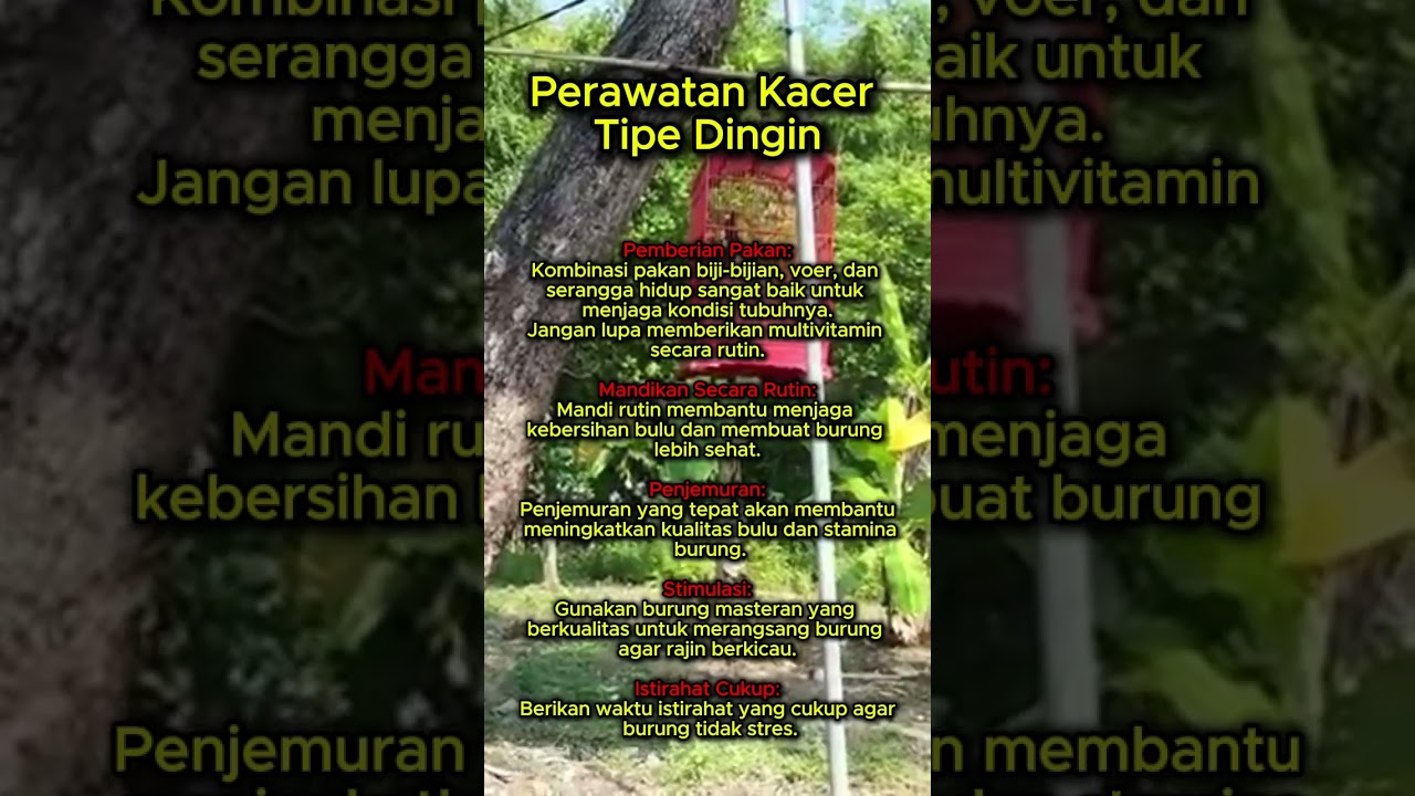 perawatan kacer tipe dingin #kacer