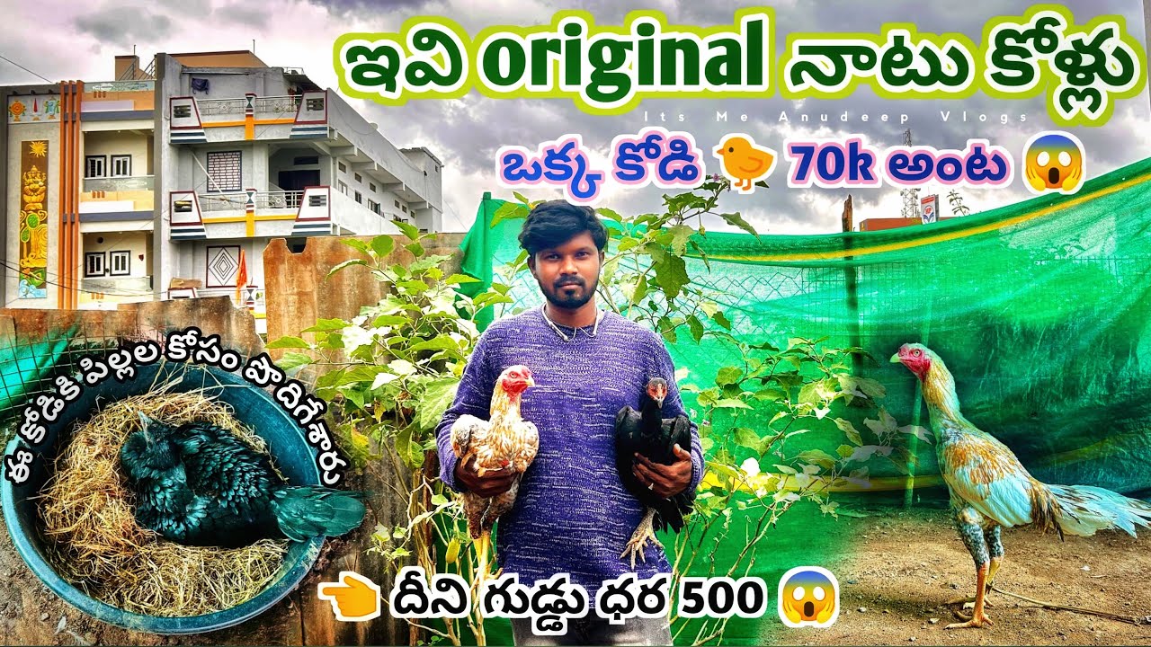 ఇవి original నాటుకోళ్లు | ఒక కోడి ధర 70k అంట 😱 Original organic natukollu | Its Me Anudeep 
