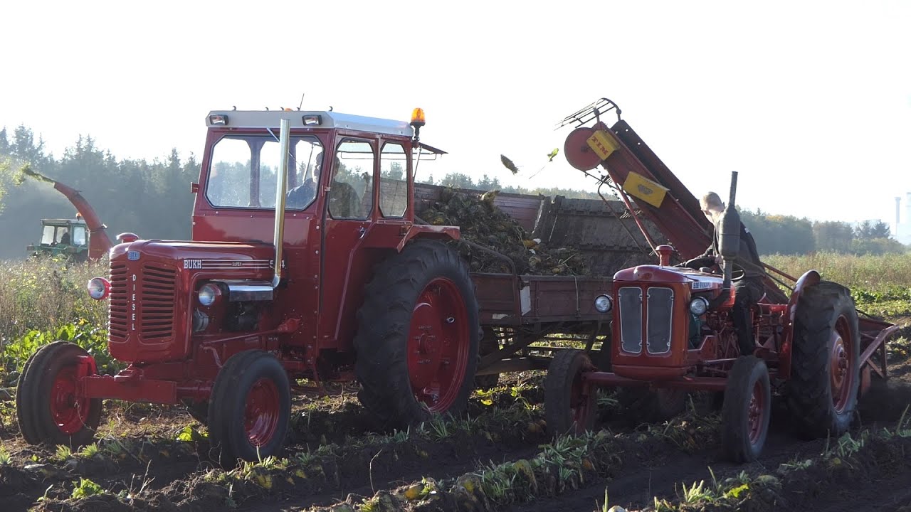 Volvo BM 320 Buster in the field pickning up Sugar Beets w/ Tim Harvester | Sugar Beet Harvest 2020