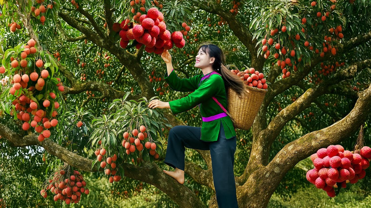 Massive Harvesting Lots of Lychee On High Tree To Sell | Secret Garden Work | Luyến Harvest Life