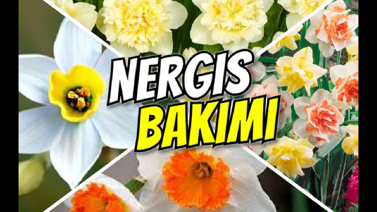 NERGİS BAKIMI (Sulama+Toprak+Budama+Çoğaltma+Hastalıkları)