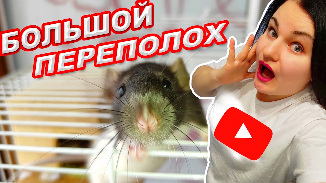 МОЁ УТРО СО ВСЕМИ ПИТОМЦАМИ | ХОМЯК КРЫСА | БОЛЬШОЙ ПЕРЕПОЛОХ | ГРЫЗУНЯШКИ