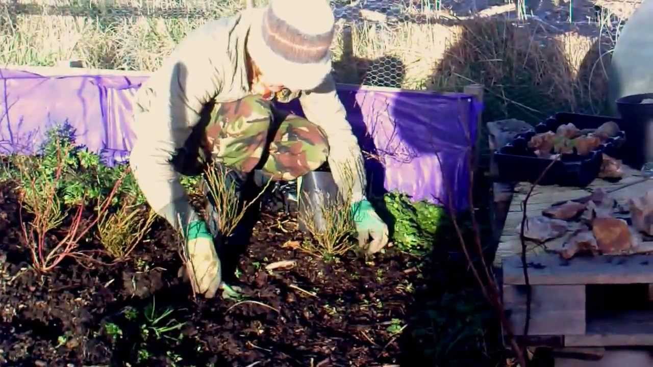 Growing and maintaining Blueberries and Bilberries in ericaceous compost. Acid Compost