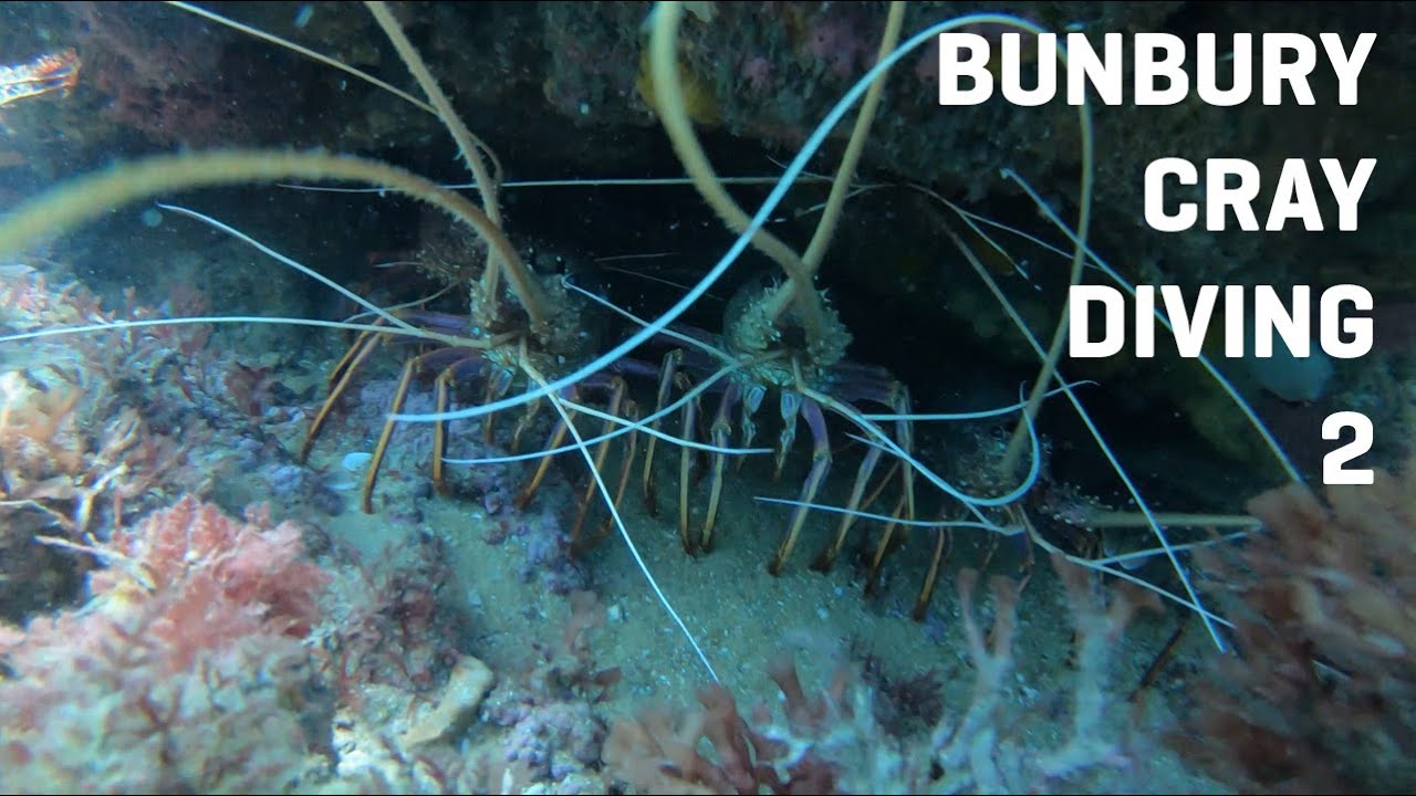 Bunbury CRAYFISH Diving 2 | Quota and some dive gear!