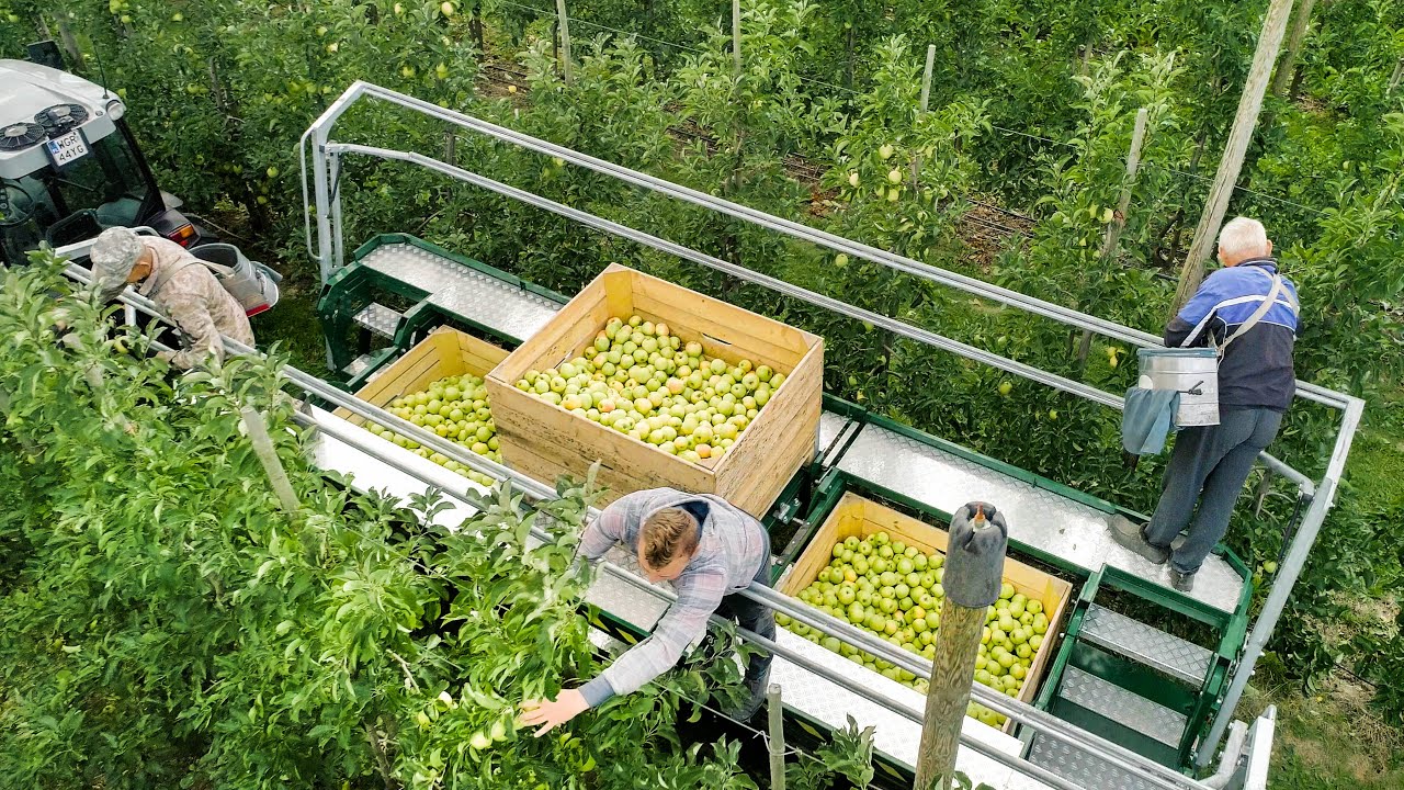 Apple harvest with Królik-O-Trak KRT-3/4S  orchard platform