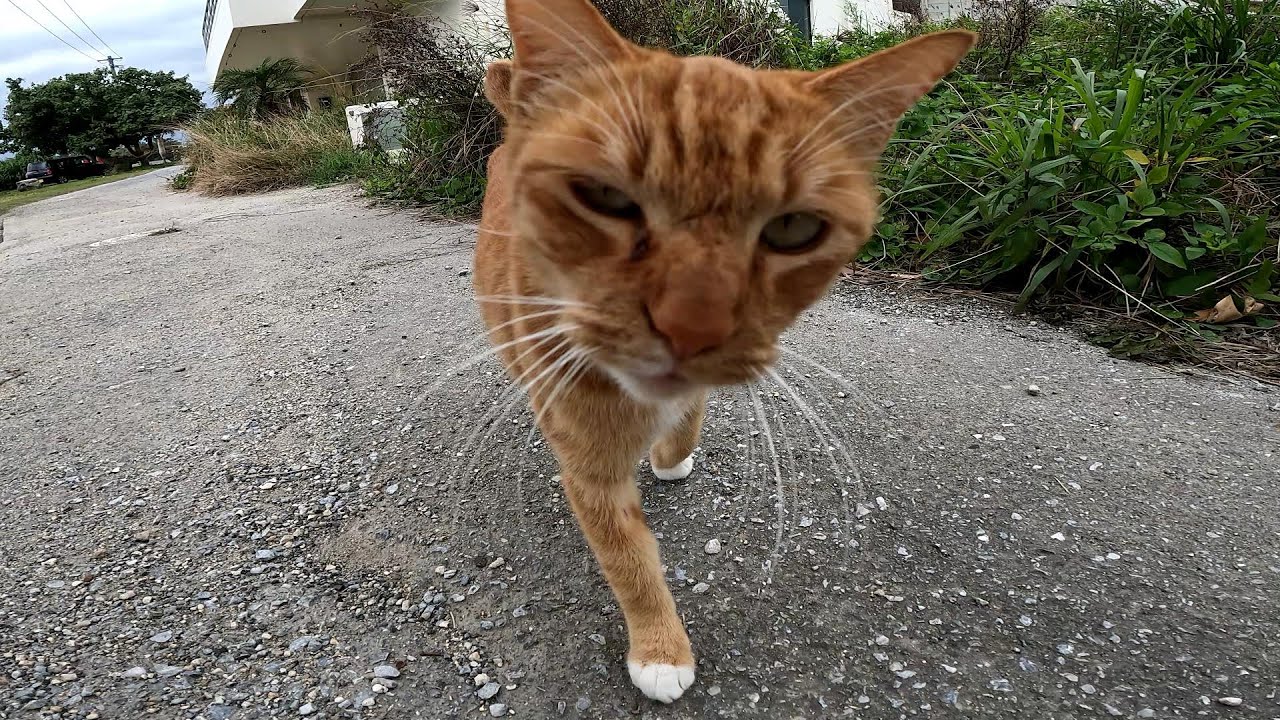 リラックスできる音楽と猫。睡眠音楽。やっぱり猫が好き。野良猫の日常