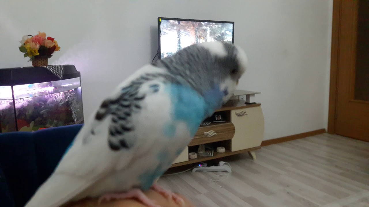 konuşan muhabbet kuşu  talking budgie