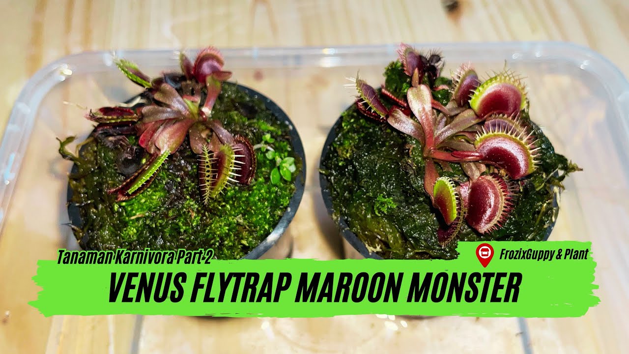 Review Tanaman Karnivora Venus Flytrap Maroon Monster