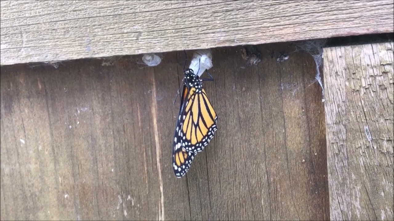 Mary's Butterfly