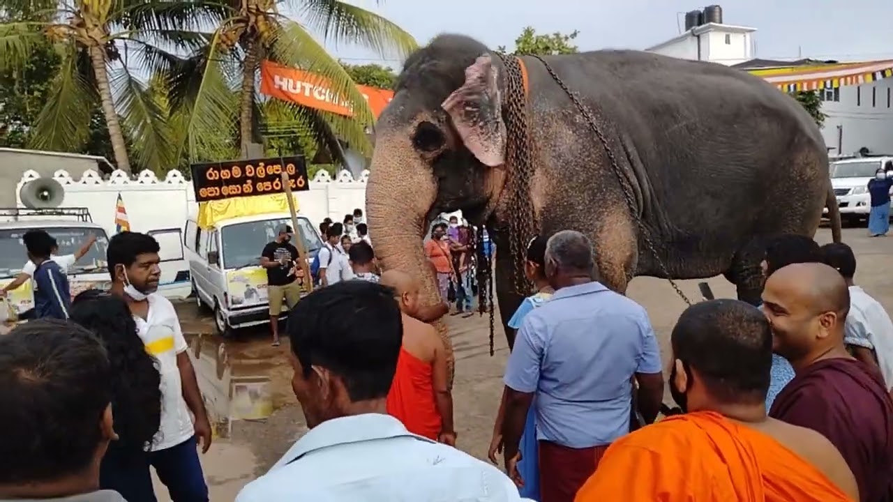 Tharaka Elephant at Rankadu Paththini Dewalaya Kaduwela - Participate in Walpola Poson Perahera 2022