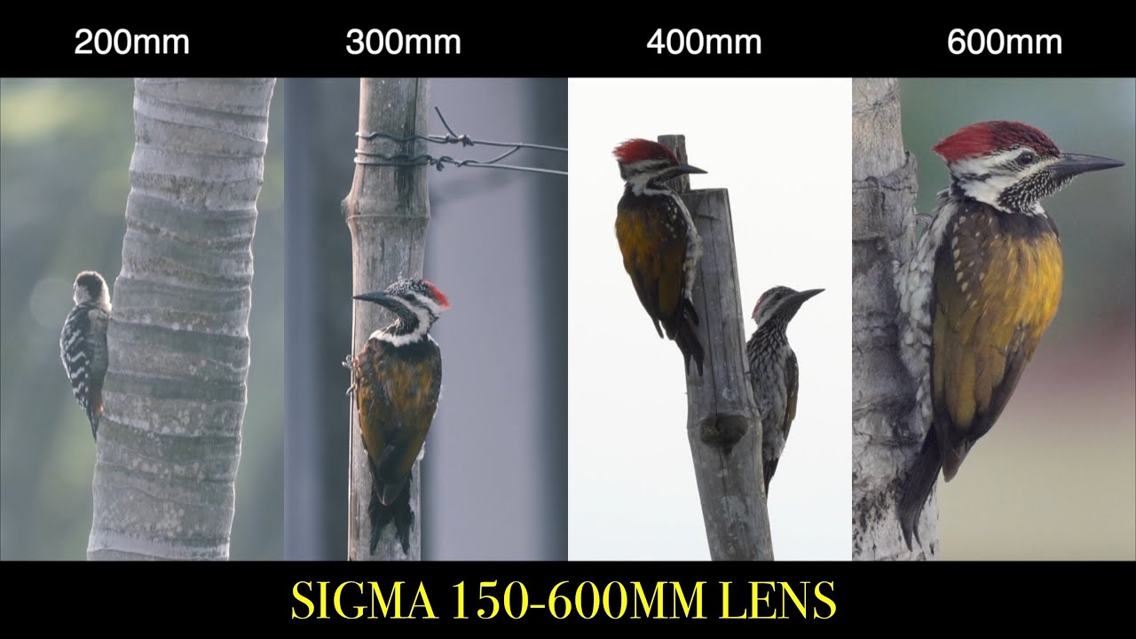 Sigma 150-600mm f/5-6.3 OS Lens FIELD TEST - BIRDING