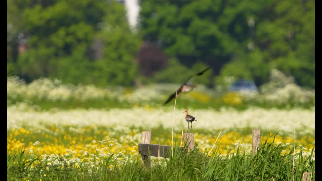 Weidevogels op Natuurkampeerterrein Veerhof