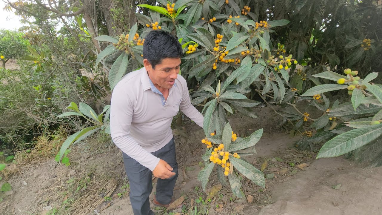 LLEGÓ LA TEMPORADA DE COSECHA DE NÍSPERO DE LA MEJOR CALIDAD 🔝😋👨‍🌾🇵🇪