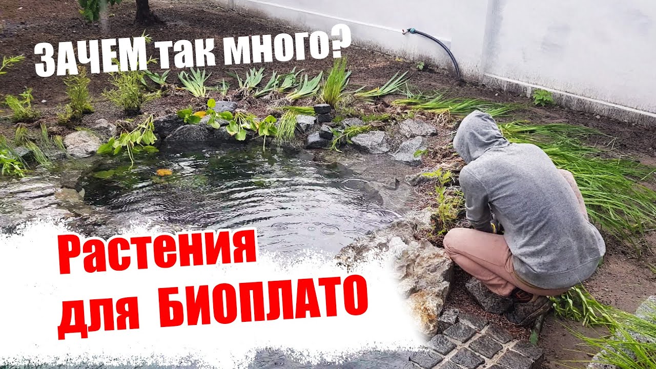 Садим растения в биоплато пруда. Как правильно?