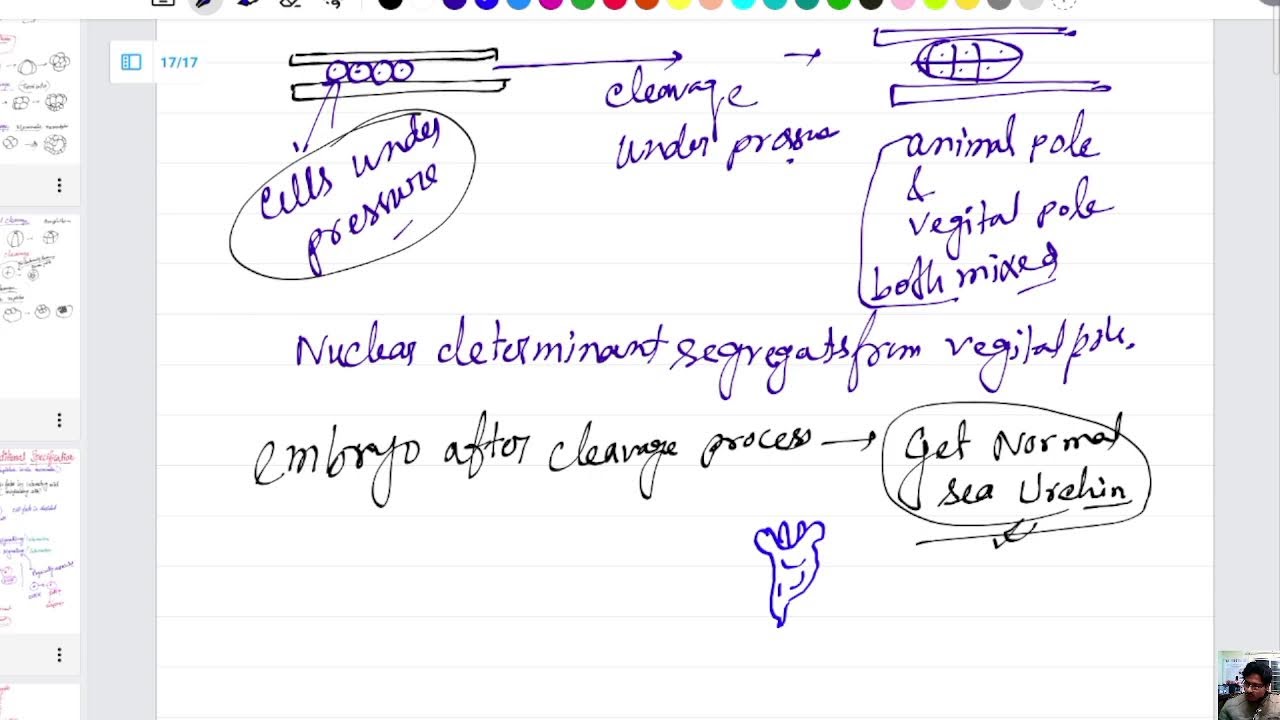 Developmental Biology Class 4 -Conditional Specification