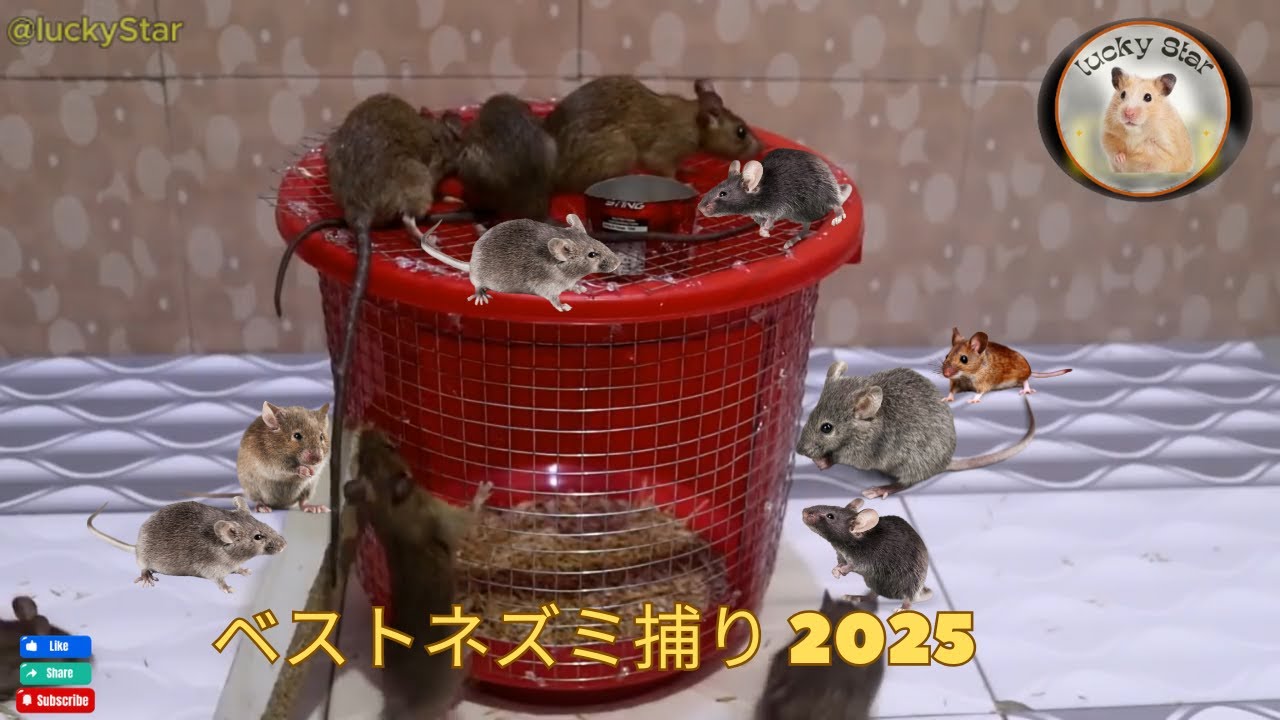 最高のネズミ捕り 2025 | Best Mouse Trap 2025