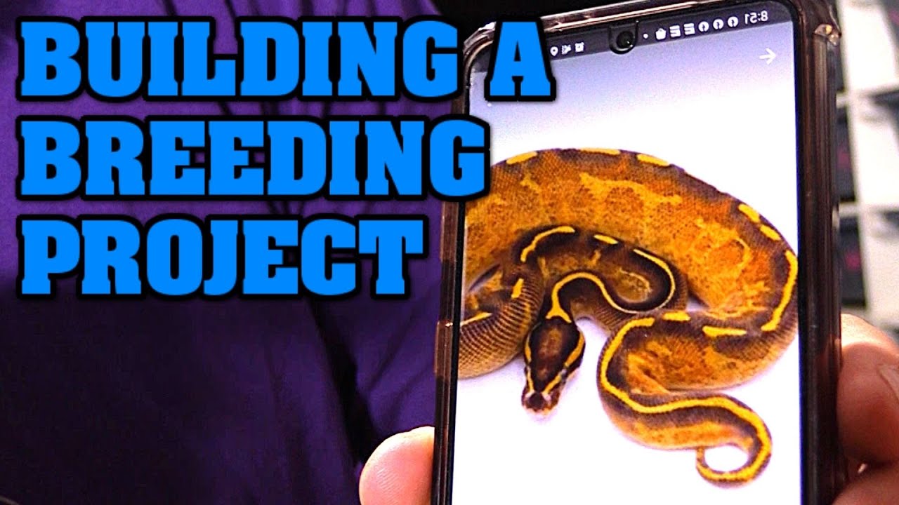 $5,000 to spend on a new BALL PYTHON BREEDING PROJECT? Who was better Matt, Curt, or Caleb??