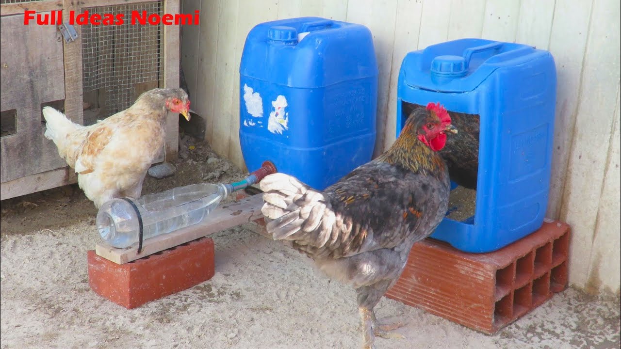 Bebedero y comedero de 20 litros para tus gallinas y pollos