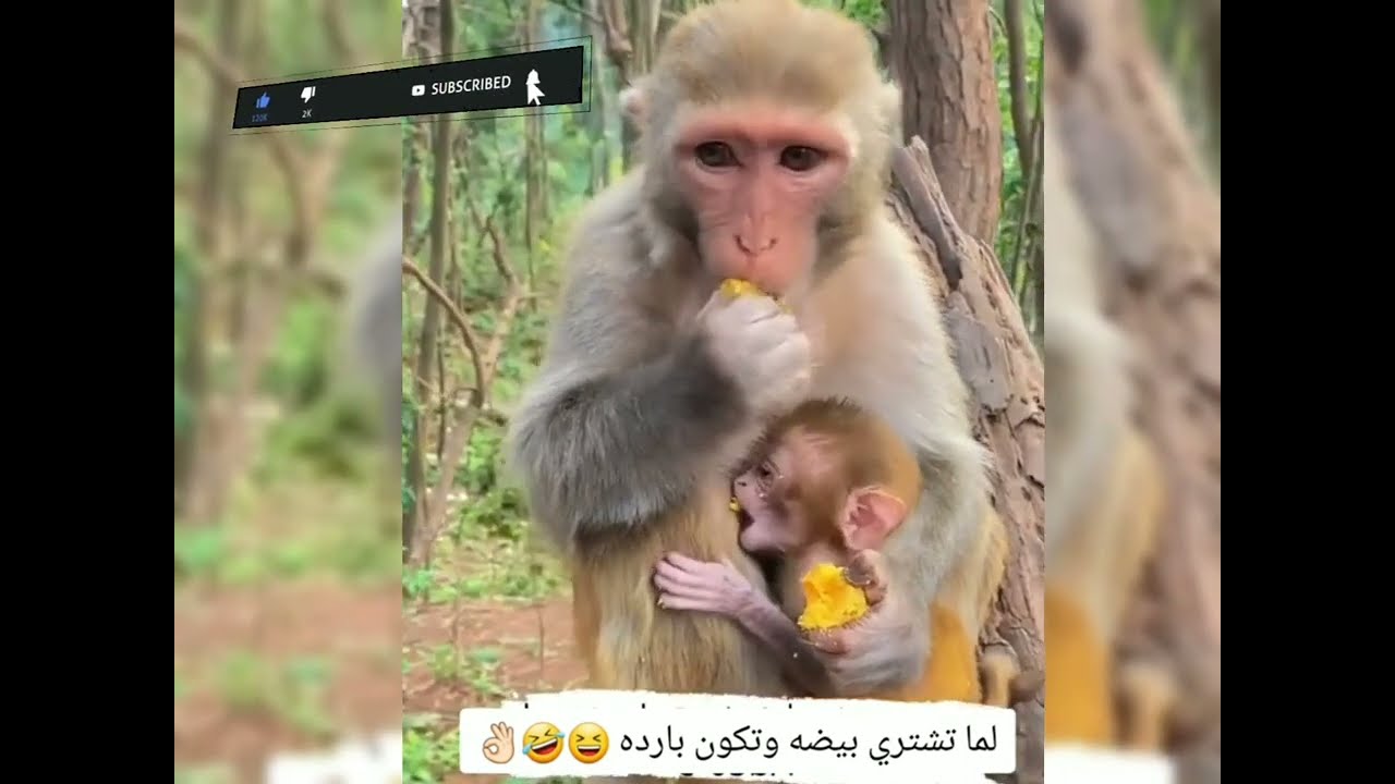 جديد دبلجة اصوت على القرود  لاجبر الدهش مدبلج أصوات  #عمار_ملك_الأفكار