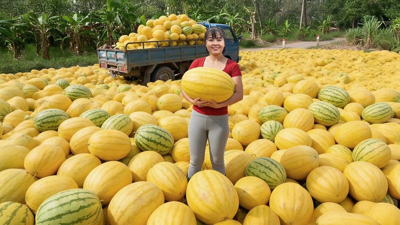 TIMELAPSE -- Harvesting Tons of Big Fresh Cantaloupe &ndash; Loading 3-Wheel Truck & Selling at Market