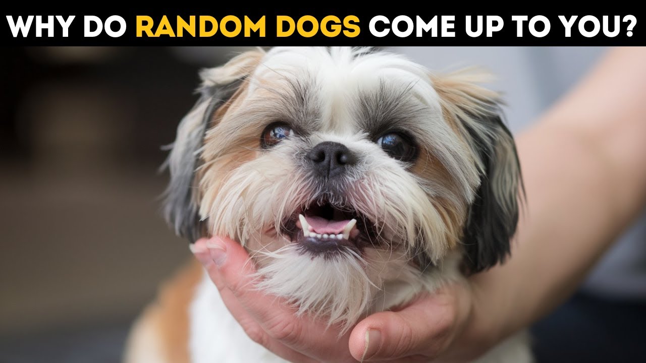 Why Do Random Dogs Approach You?  Scientists Reveal the Secret
