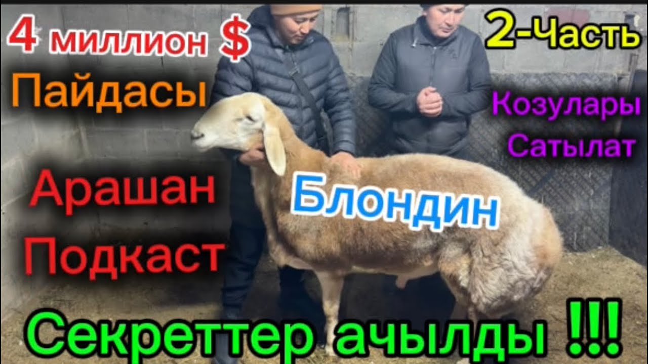 Атактуу Блондин деген кочкор тууралу кыргызча Подкаст тарттык 👍
