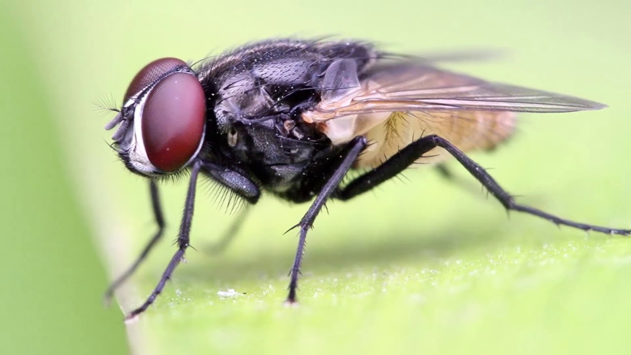 «Паук и муха», Мэри Ховитт, девятая стандартная поэма с пояснениями на тамильском языке