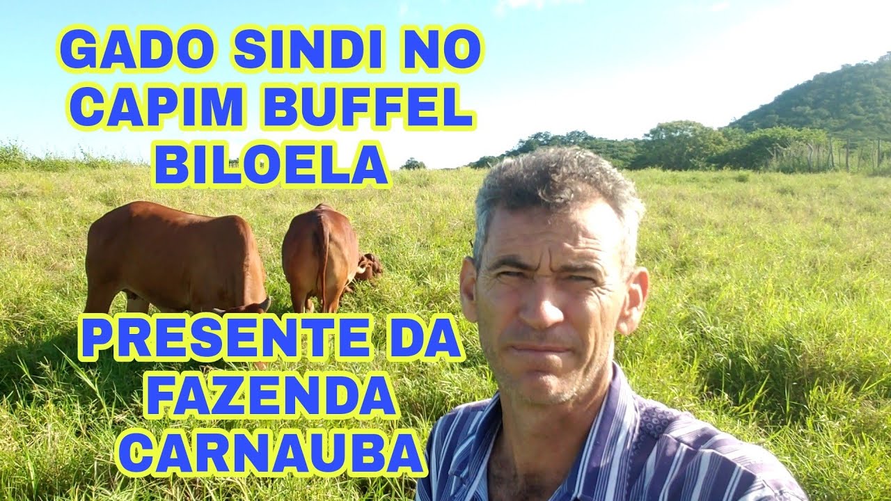 GADO SINDI NO CAPIM BUFFEL BILOELA.